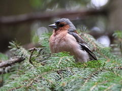 Fringilla coelebs