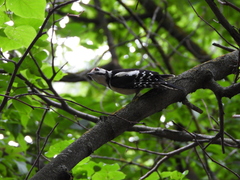 Dendrocopos major