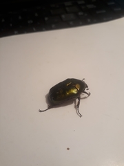 Protaetia cuprea