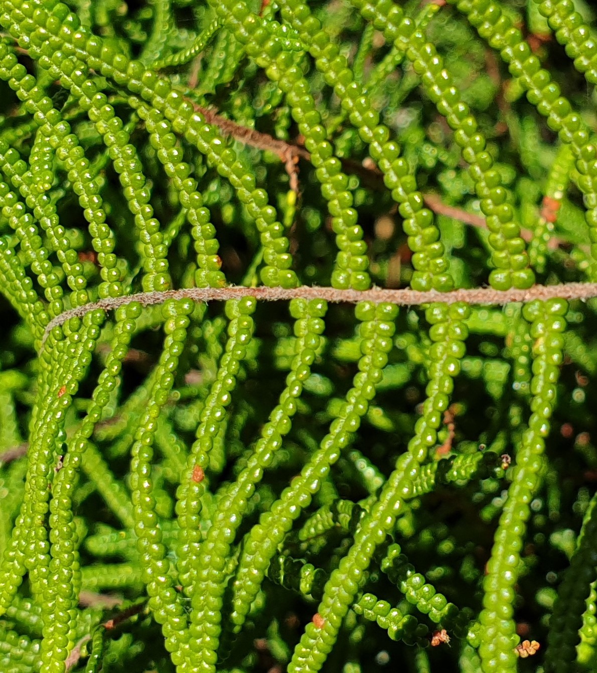 Gleichenia