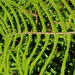 Tangle Ferns - Photo (c) kalimata, some rights reserved (CC BY-NC), uploaded by kalimata