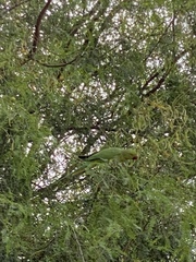Psittacula krameri