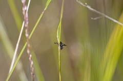 Rivellia syngenesiae