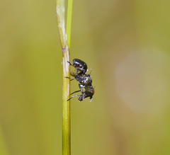 Rivellia syngenesiae