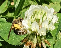 Andrena wilkella