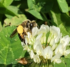 Andrena wilkella