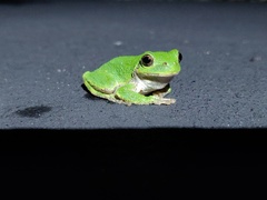 Hyla versicolor