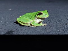 Hyla versicolor