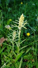 Omalotheca sylvatica