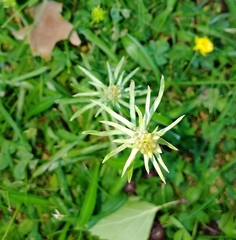 Omalotheca sylvatica