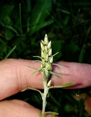 Omalotheca sylvatica