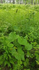 Ligularia fischeri