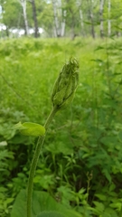 Ligularia fischeri