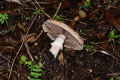 Agaricus austrovinaceus
