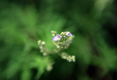 Vitex negundo heterophylla