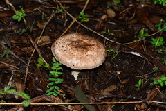 Agaricus austrovinaceus