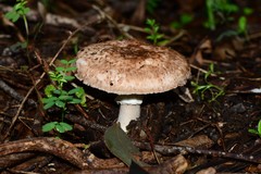 Agaricus austrovinaceus
