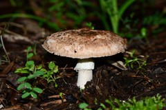 Agaricus austrovinaceus