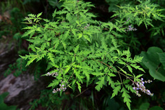 Vitex negundo heterophylla