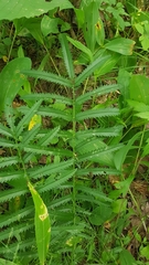 Sanguisorba parviflora