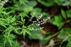 Vitex negundo heterophylla
