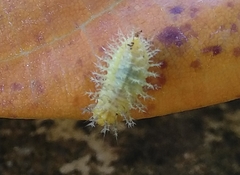 Henosepilachna vigintioctopunctata