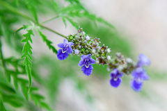 Vitex negundo heterophylla