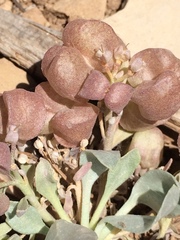 Physaria newberryi