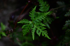 Aleuritopteris argentea