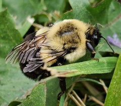 Bombus impatiens