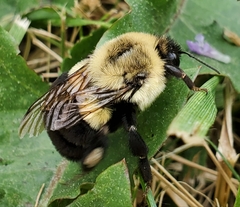 Bombus impatiens