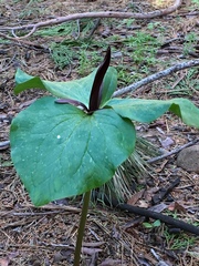Trillium angustipetalum