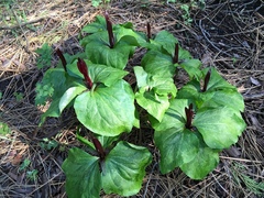 Trillium angustipetalum