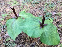 Trillium angustipetalum