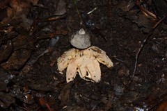Geastrum pectinatum