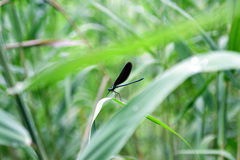 Matrona basilaris