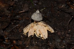 Geastrum pectinatum