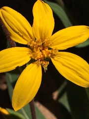 Wyethia arizonica