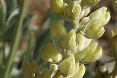 Lupinus peirsonii