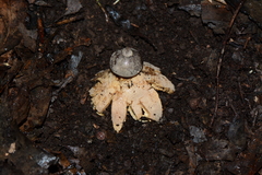Geastrum pectinatum