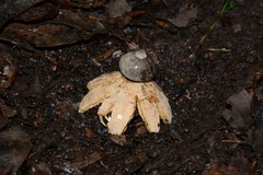 Geastrum pectinatum
