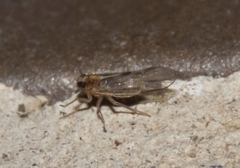 Muellerianella laminalis