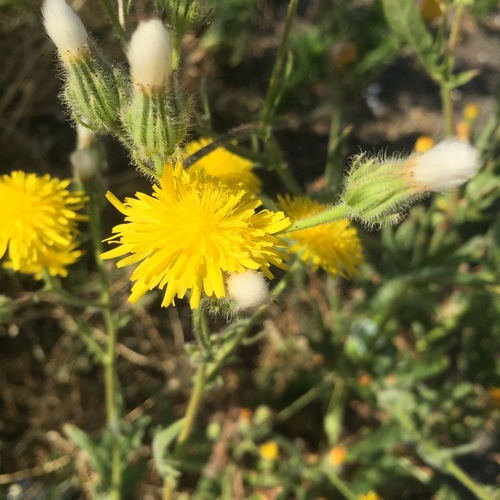 Stinking Hawk's-beard