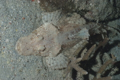 Platycephalidae