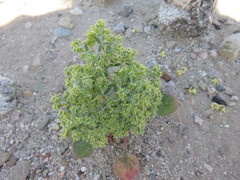 Chorizanthe corrugata