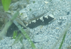 Cryptocentrus maudae