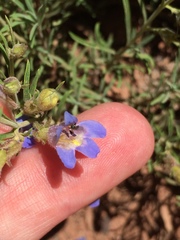 Penstemon linarioides sileri