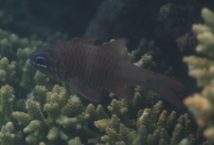 Ostorhinchus norfolcensis