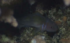 Gobiodon citrinus