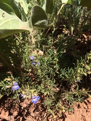 Penstemon linarioides sileri